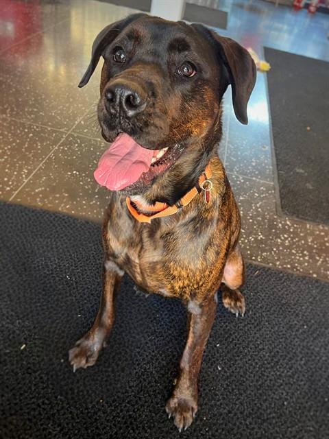 Enlarge KINDLE, a Adoptable mixed breed in Dedham, MA image 1/1