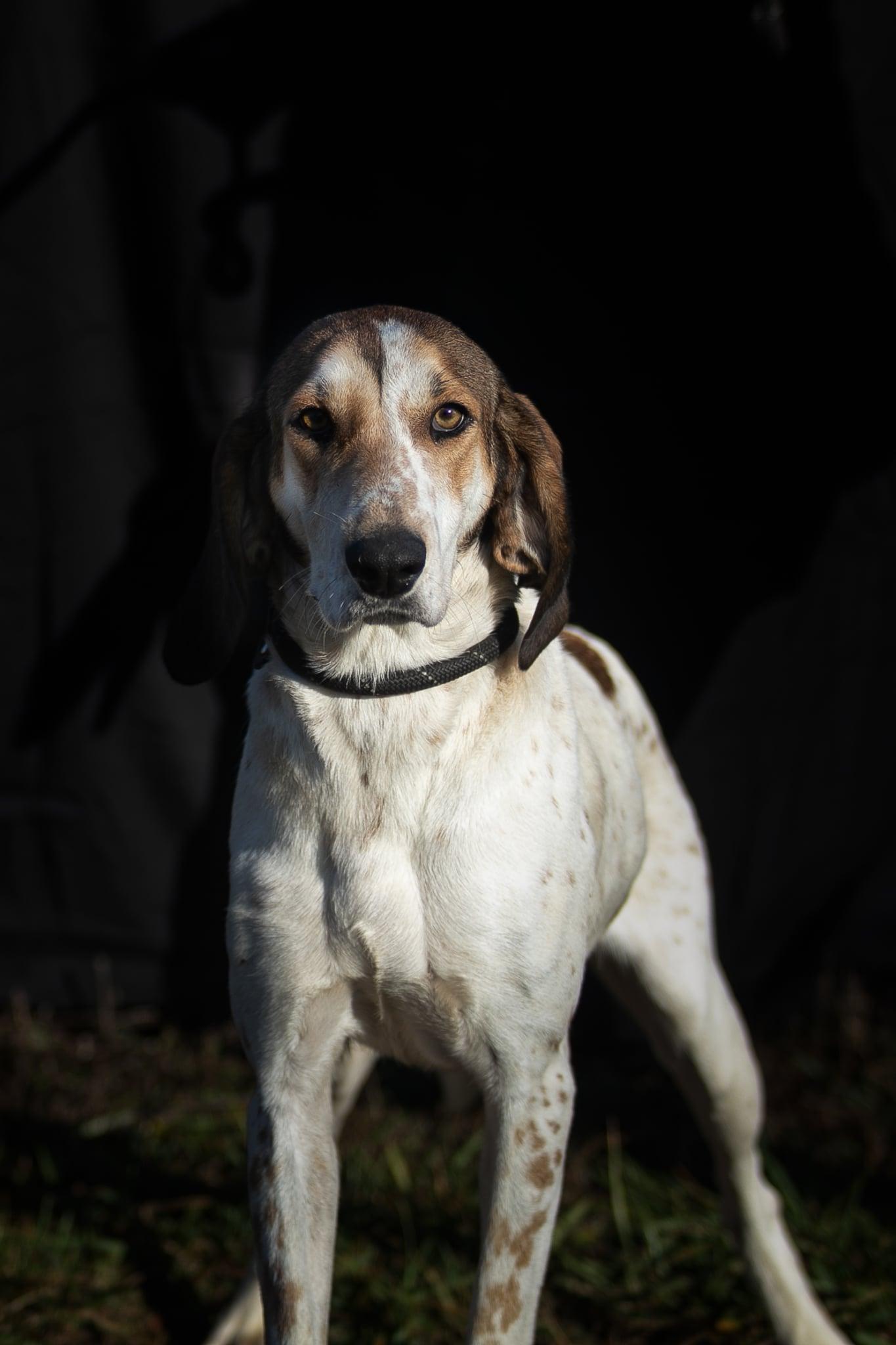 Bertha, a Adoptable Treeing Walker Coonhound in Lexington, MA image 2/5