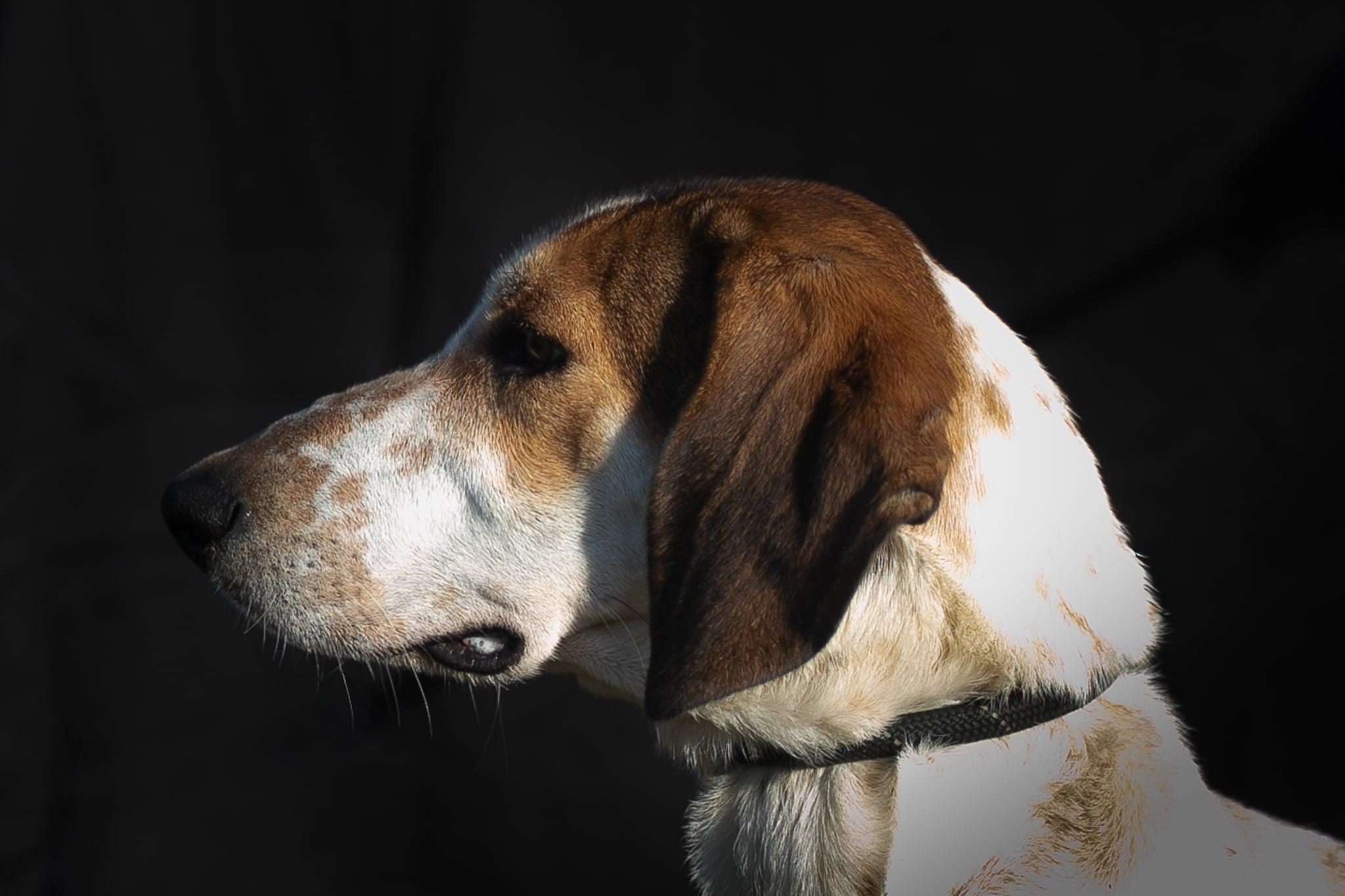 Bertha, a Adoptable Treeing Walker Coonhound in Lexington, MA image 3/5