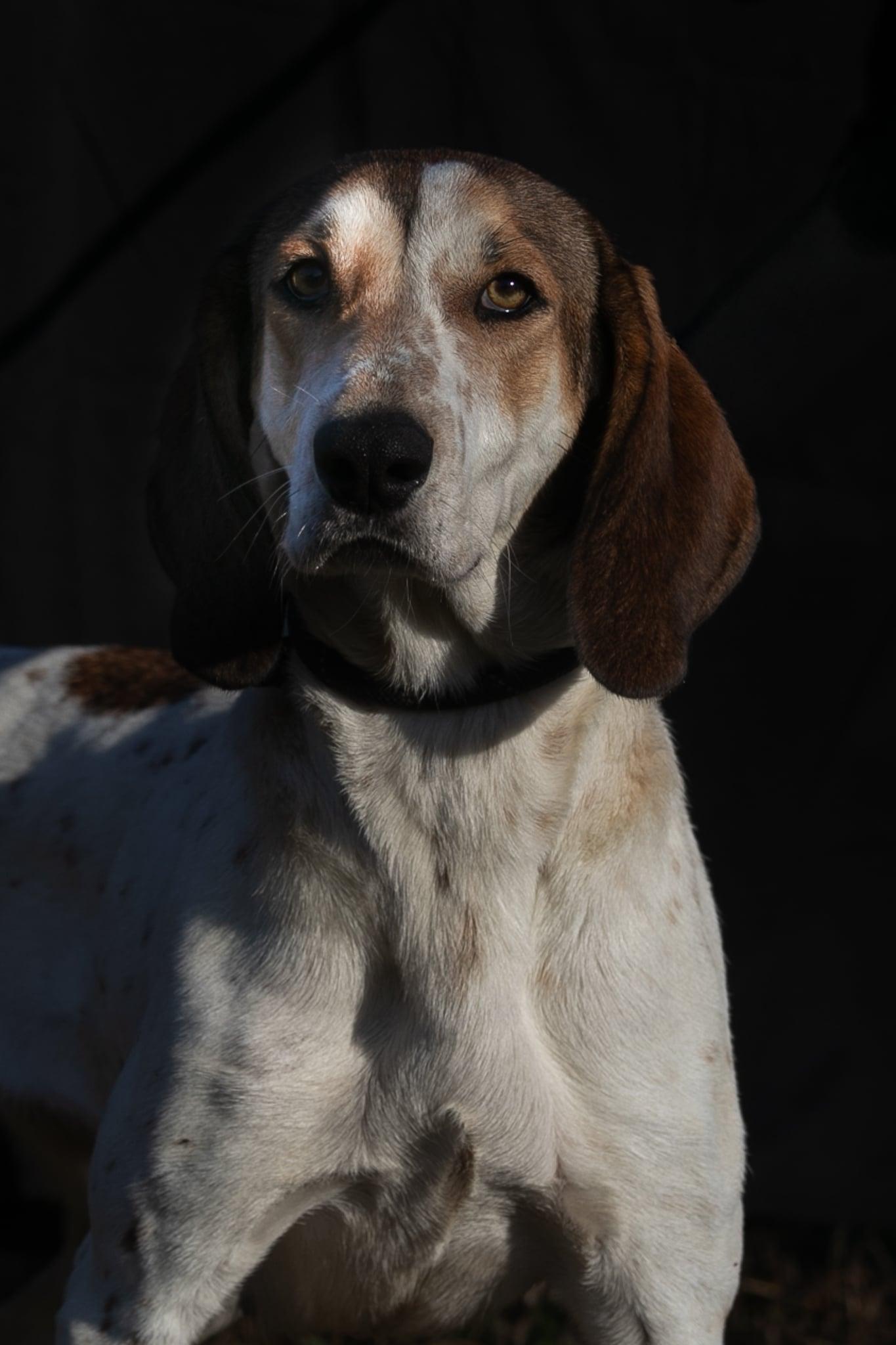 Bertha, a Adoptable Treeing Walker Coonhound in Lexington, MA image 4/5