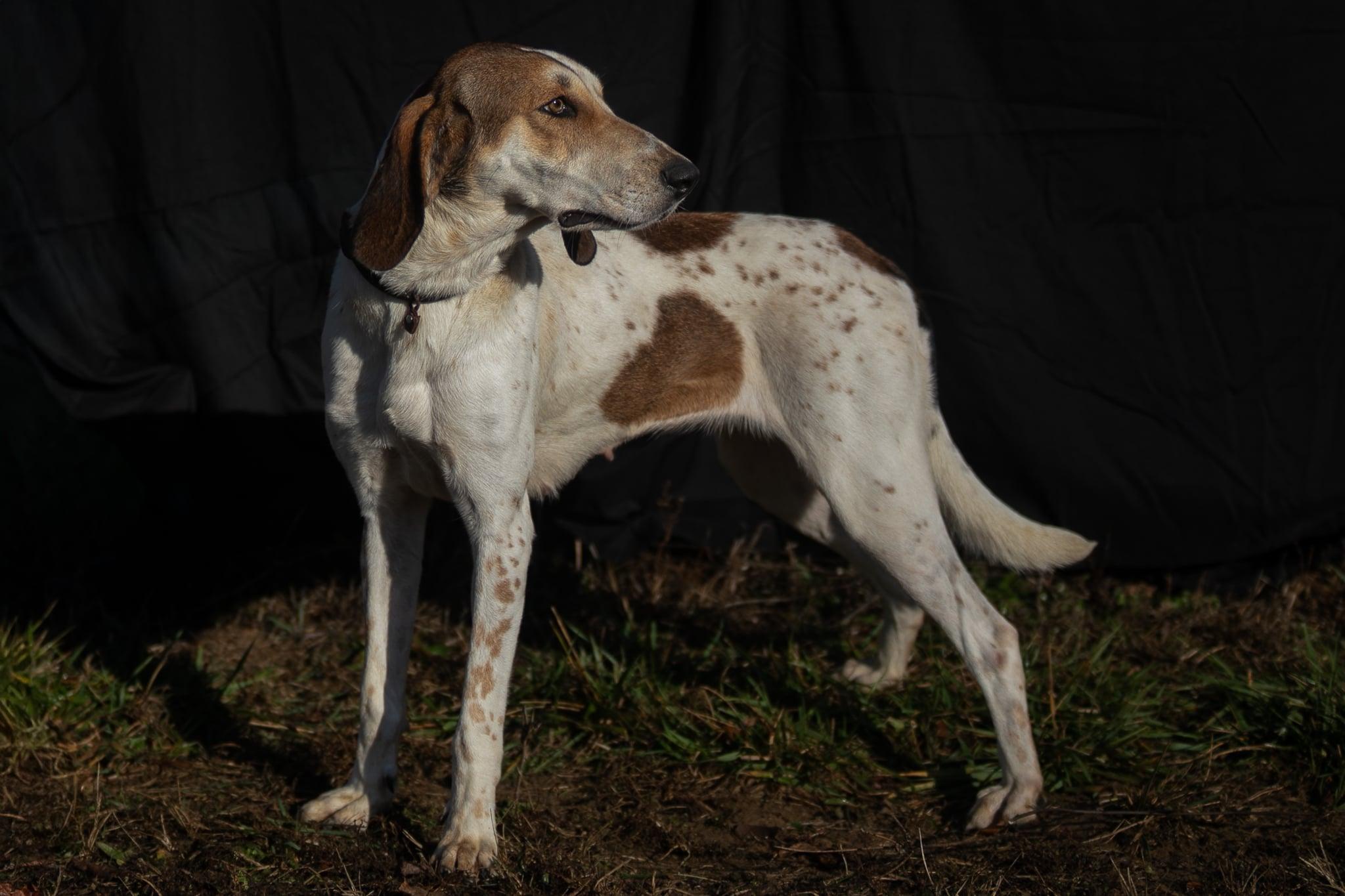 Bertha, Adoptable, Adult Female Treeing Walker Coonhound.