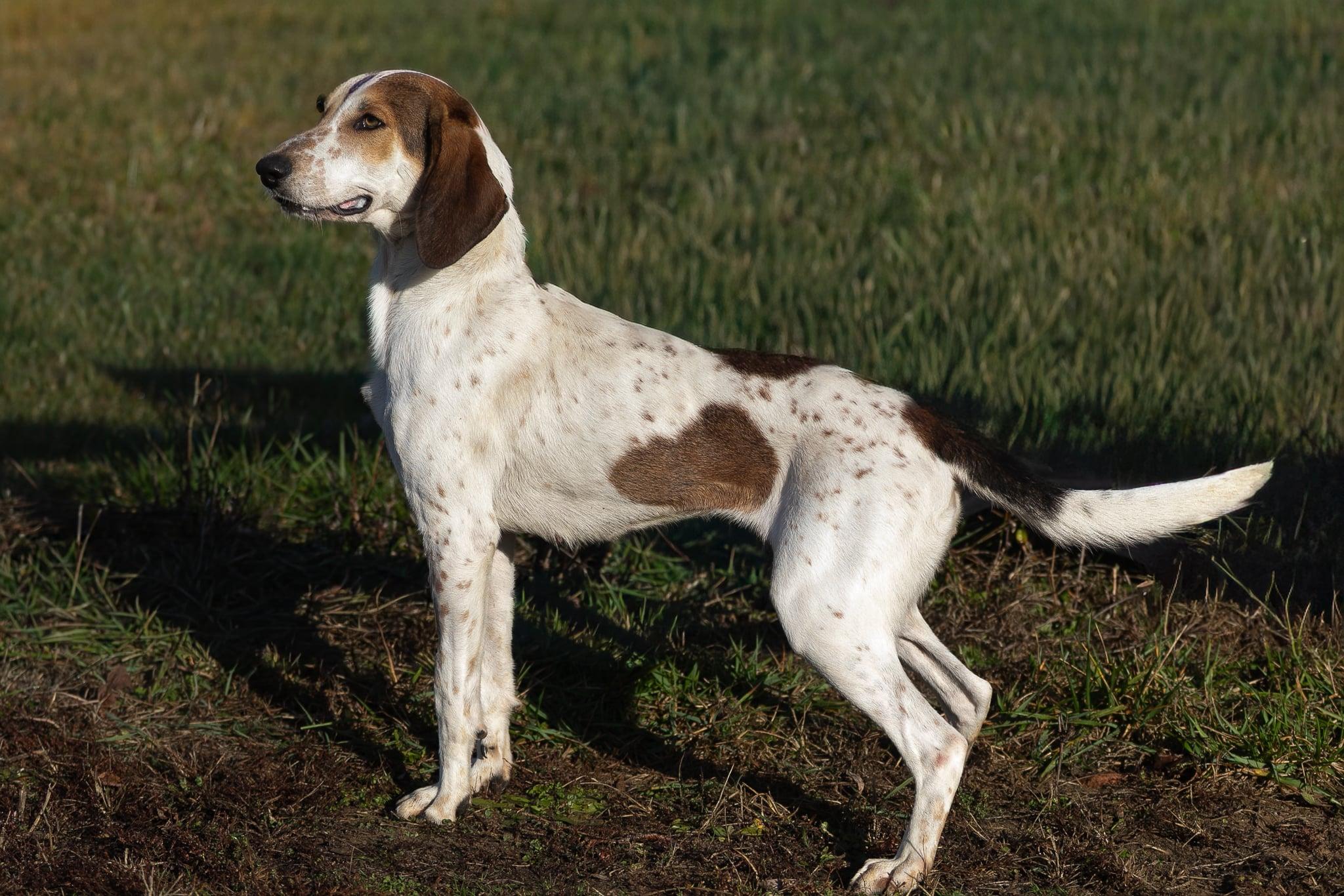 Bertha, a Adoptable Treeing Walker Coonhound in Lexington, MA image 5/5