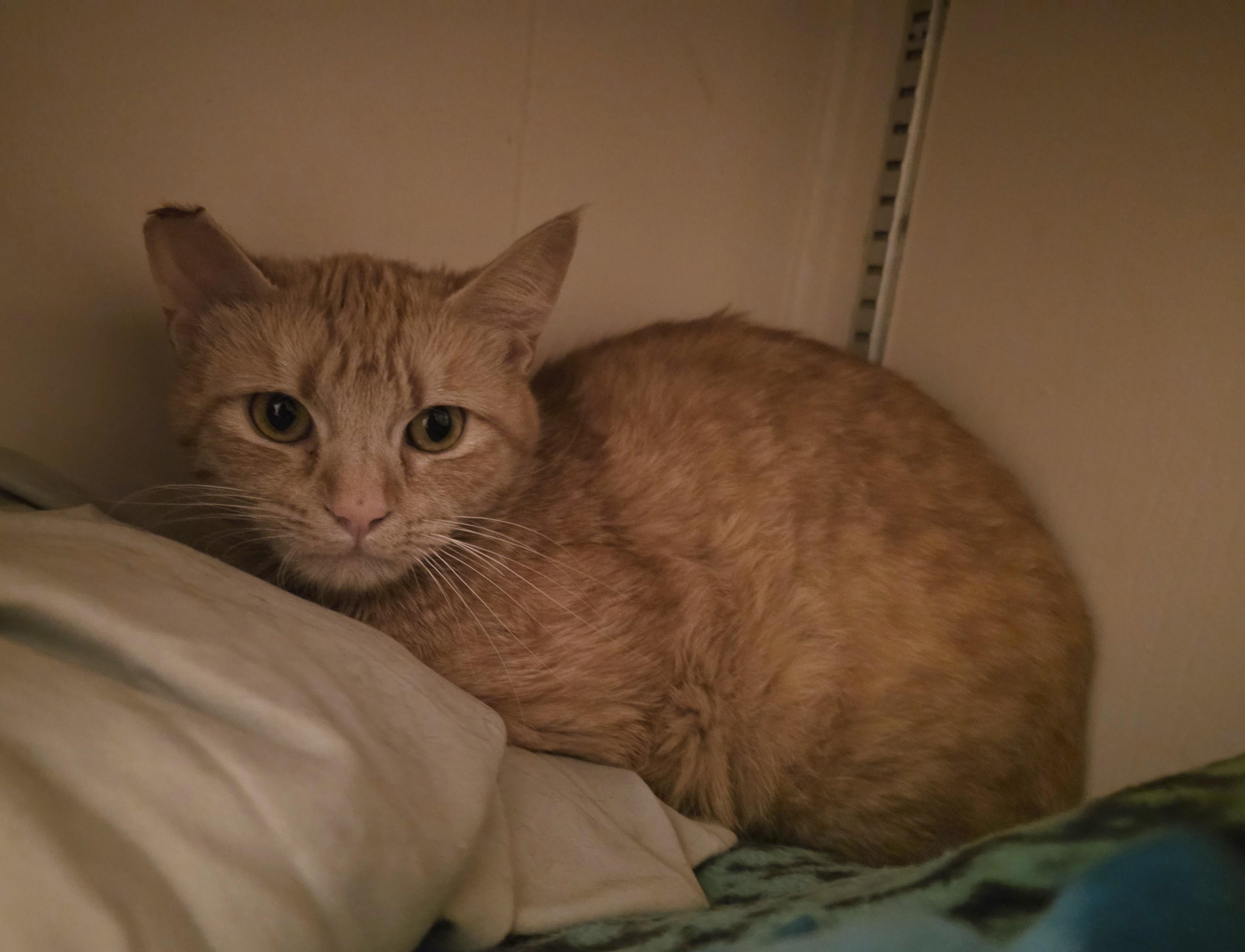 Cheez now Cinnamon, ADOPTABLE, Young Female Domestic Short Hair.