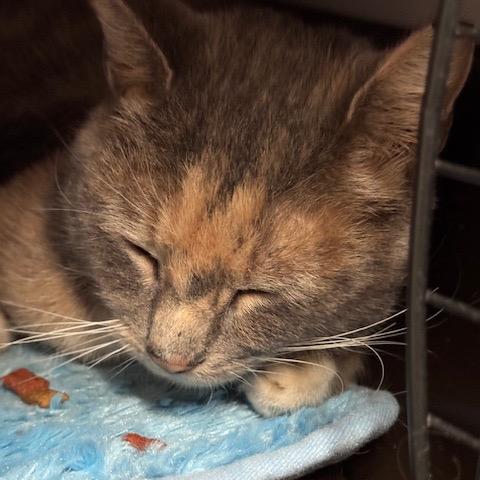 1225-165 Florence, Adoptable, Young Female Domestic Short Hair.