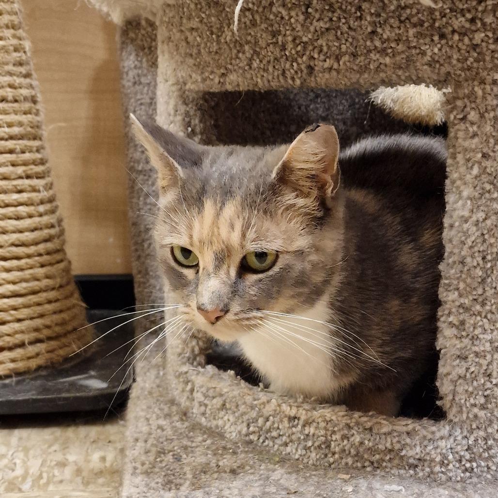 Enlarge 1225-165 Florence, a Adoptable Domestic Short Hair in Abingdon, MD image 2/4