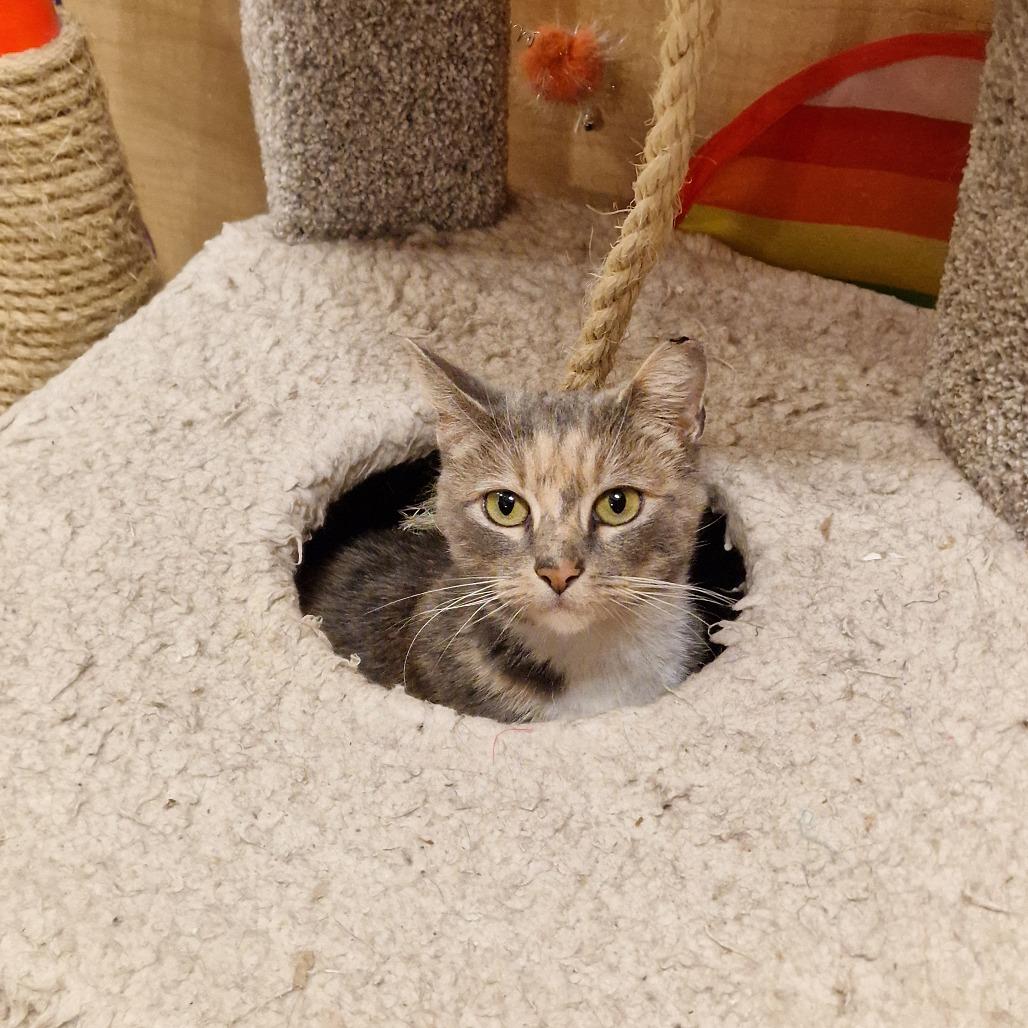 Enlarge 1225-165 Florence, a Adoptable Domestic Short Hair in Abingdon, MD image 3/4