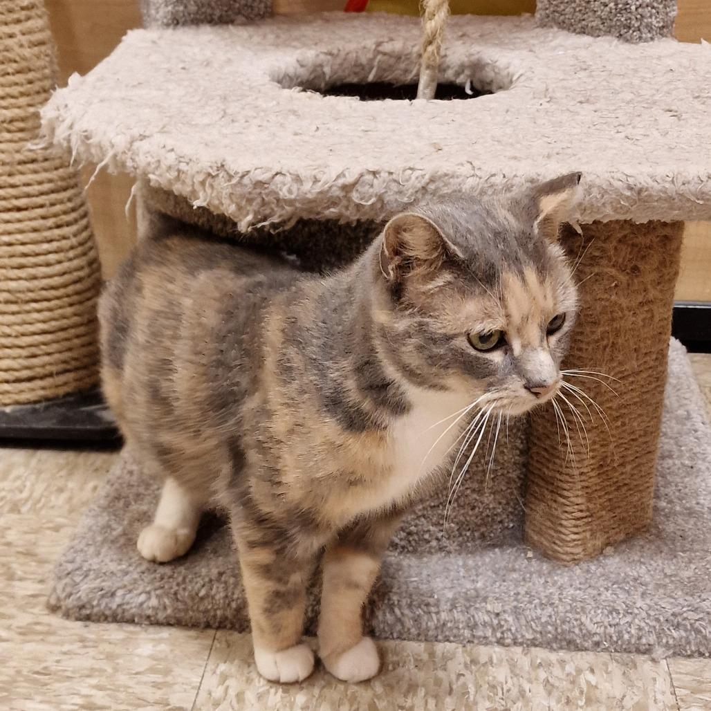 Enlarge 1225-165 Florence, a Adoptable Domestic Short Hair in Abingdon, MD image 4/4