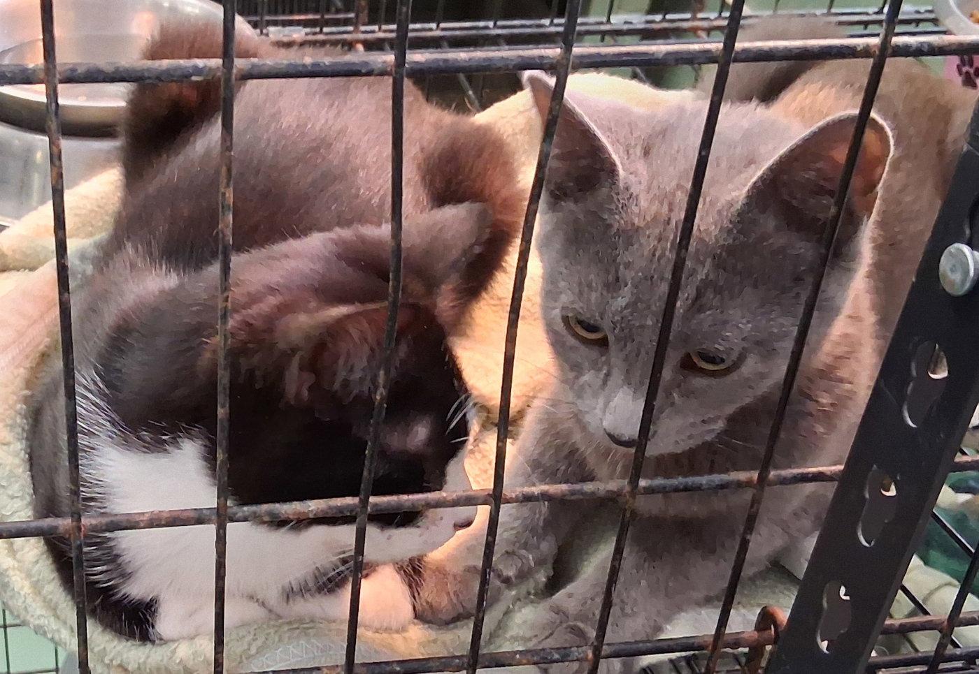 Enola, a Adopted Domestic Medium Hair in Mcconnelsville, OH image 1/3