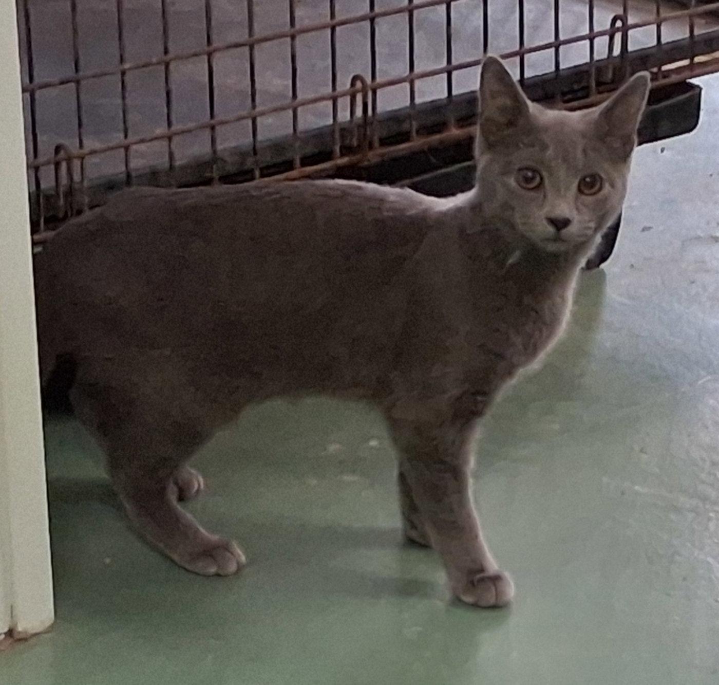 Enola, a Adopted Domestic Medium Hair in Mcconnelsville, OH image 2/3