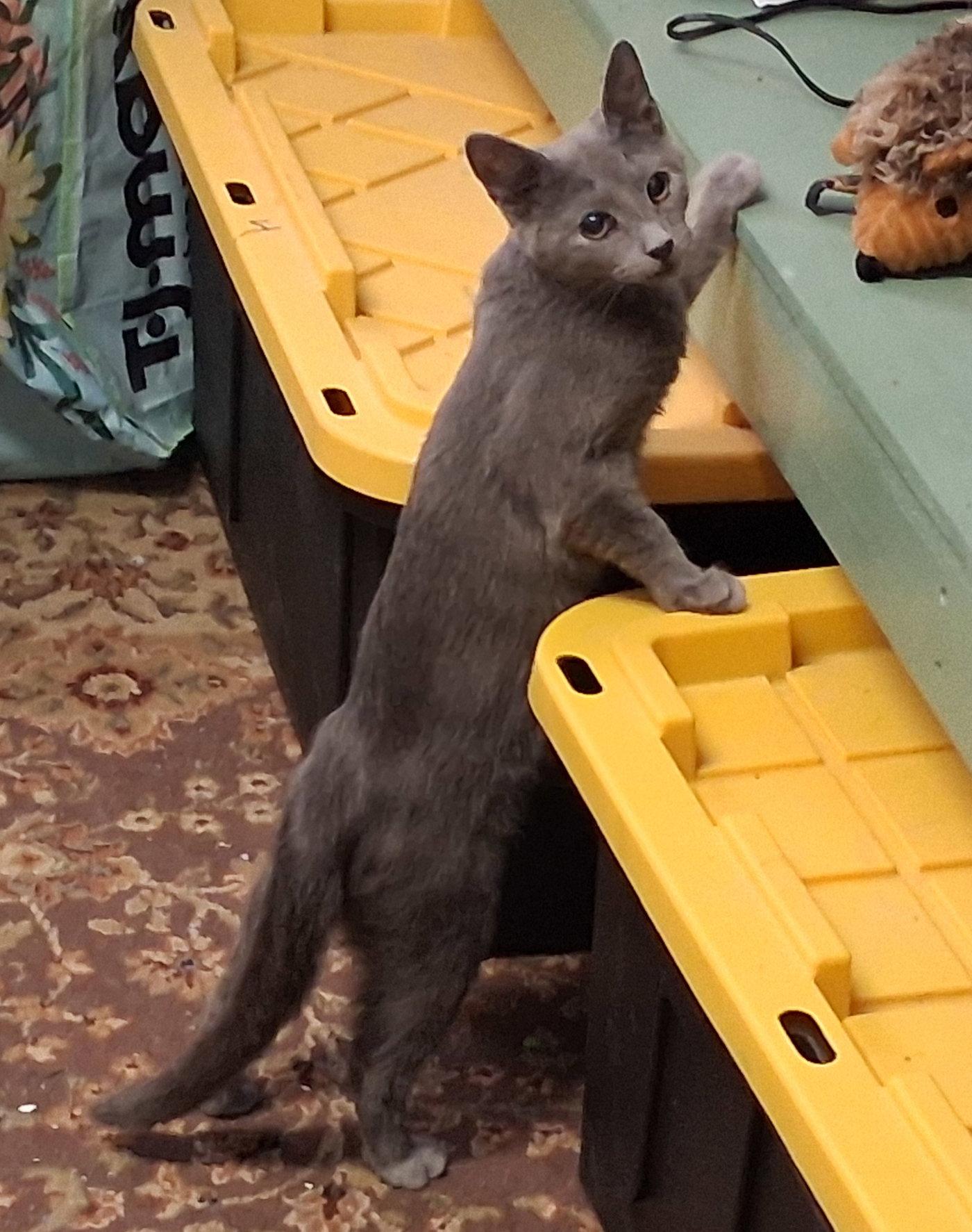 Enola, a Adopted Domestic Medium Hair in Mcconnelsville, OH image 3/3