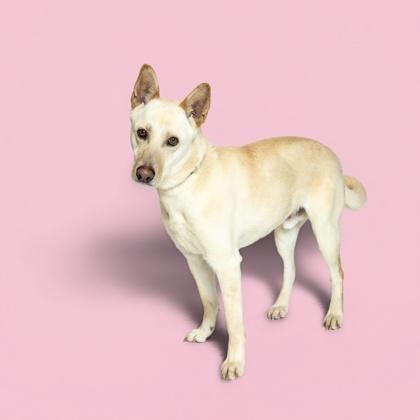 Enlarge Perry, a Adoptable mixed breed in Sevierville, TN image 2/3