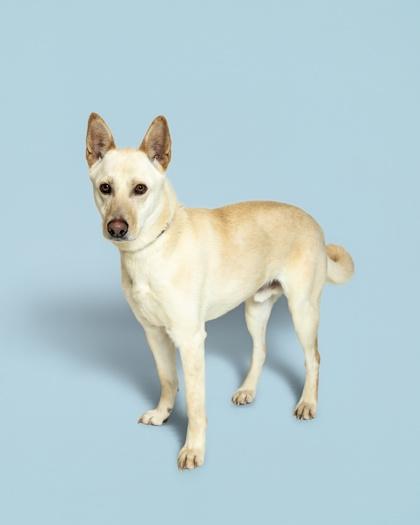 Enlarge Perry, a Adoptable mixed breed in Sevierville, TN image 3/3