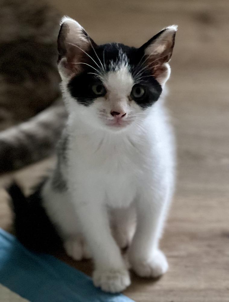 Enlarge Prince, a Adoptable mixed breed in Powder Springs, GA image 1/3