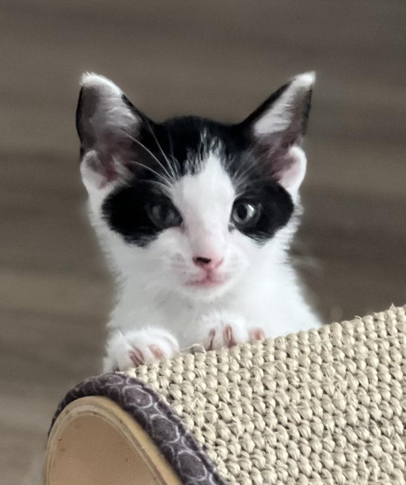 Enlarge Prince, a Adoptable mixed breed in Powder Springs, GA image 2/3