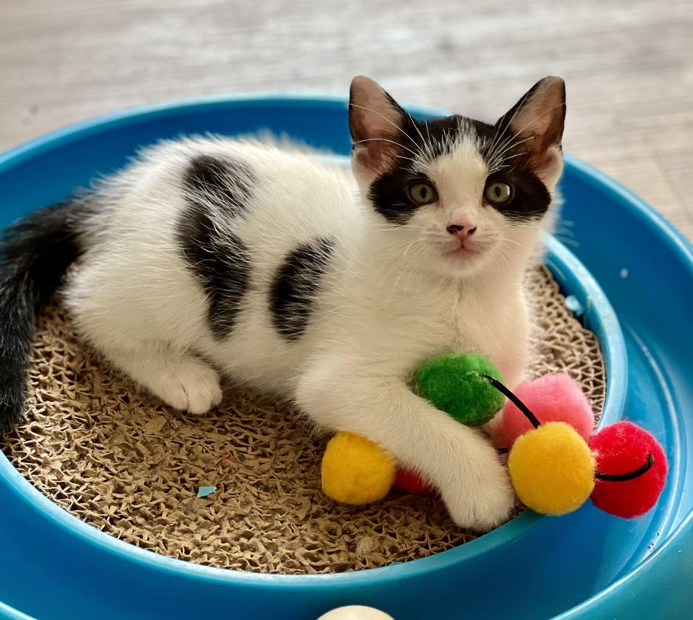 Enlarge Prince, a Adoptable mixed breed in Powder Springs, GA image 3/3