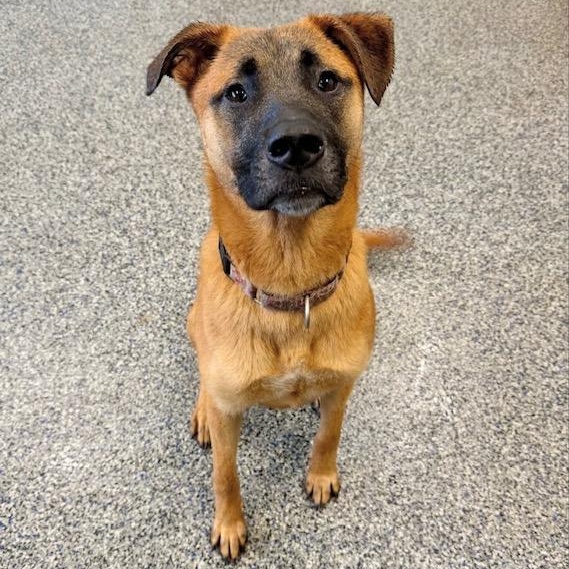 Enlarge GLORIA, a Adoptable mixed breed in Cranston, RI image 1/2