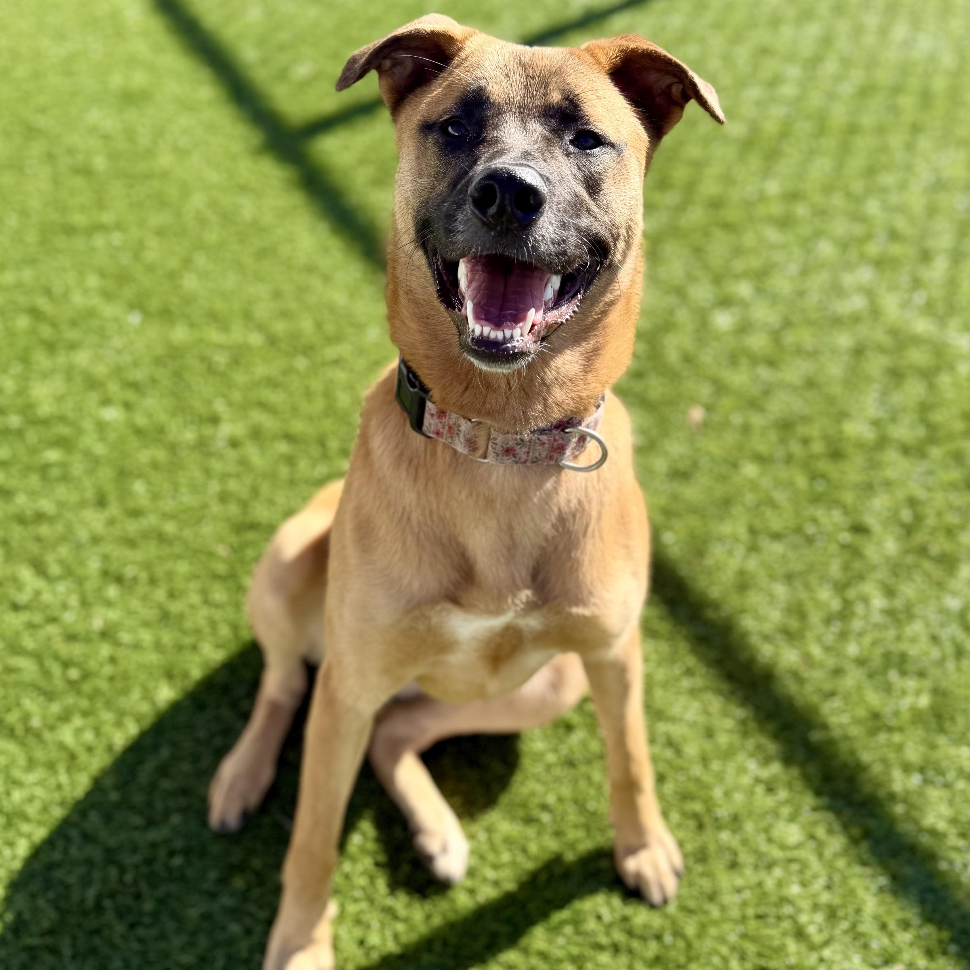 GLORIA, Adoptable, Young Female German Shepherd Dog.