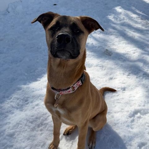 Enlarge GLORIA, a Adoptable mixed breed in Cranston, RI image 2/2