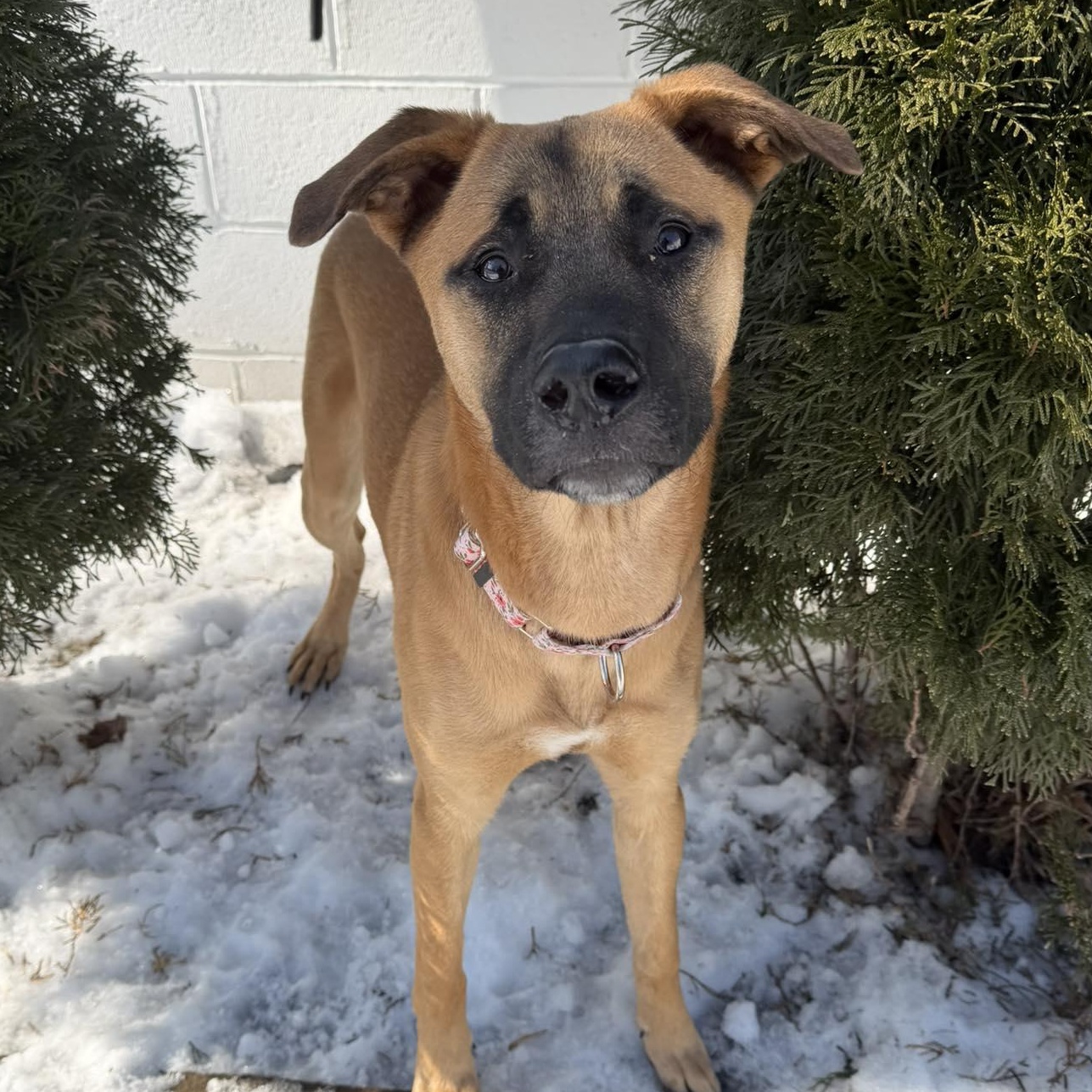 GLORIA, Adoptable, Young Female German Shepherd Dog.
