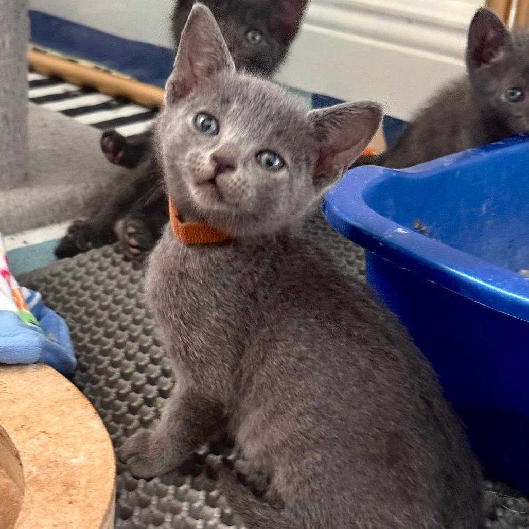 Pennzoil, Adoptable, Kitten Male Domestic Short Hair & Russian Blue.