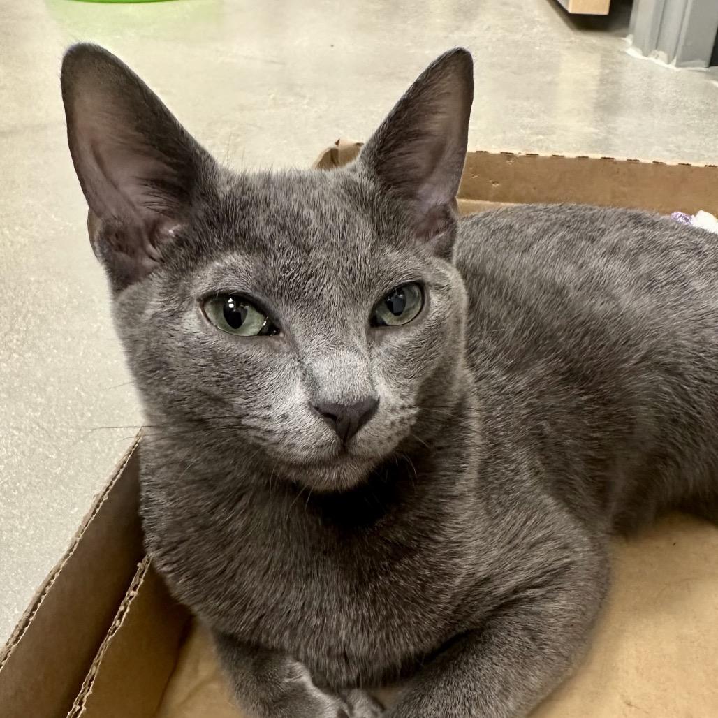 Enlarge Pennzoil, a Adoptable mixed breed in Jupiter, FL image 2/6