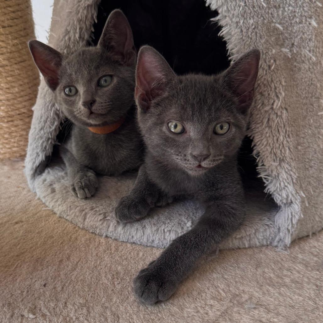 Enlarge Pennzoil, a Adoptable mixed breed in Jupiter, FL image 3/6