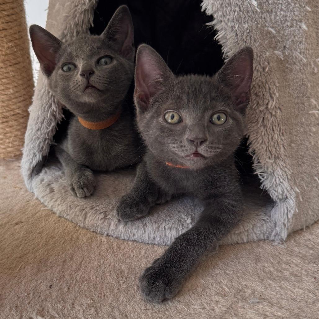 Enlarge Pennzoil, a Adoptable mixed breed in Jupiter, FL image 4/6