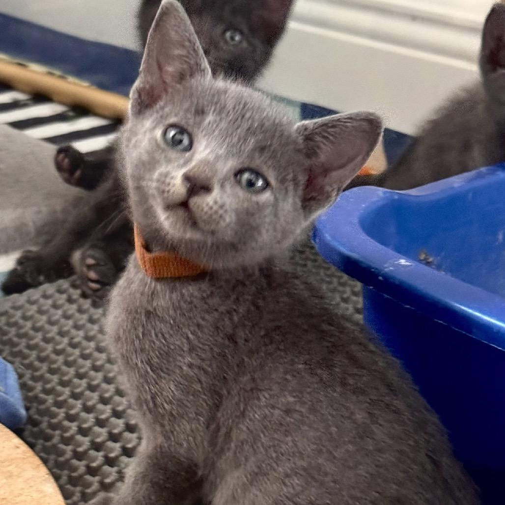 Enlarge Pennzoil, a Adoptable mixed breed in Jupiter, FL image 5/6