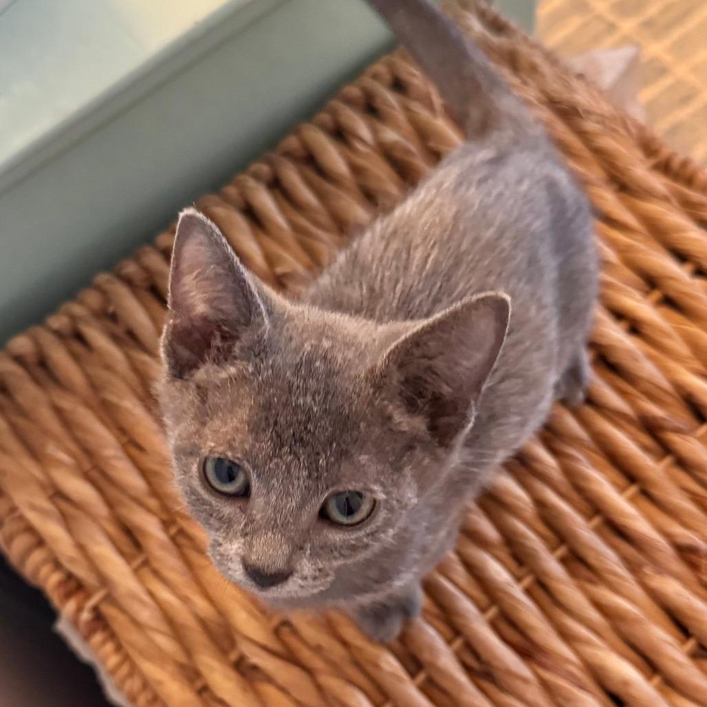 Enlarge Pennzoil, a Adoptable mixed breed in Jupiter, FL image 6/6