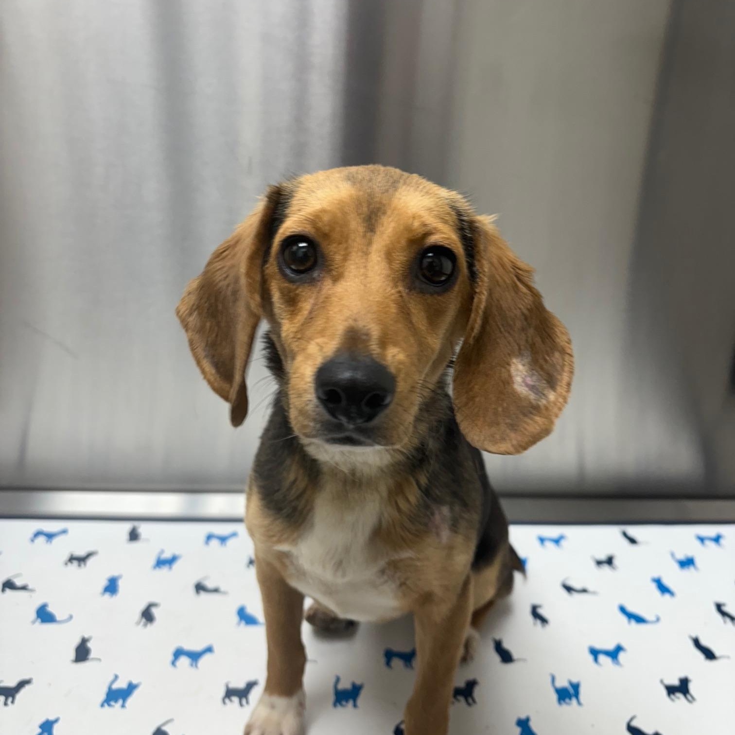 Minnie, a Adopted mixed breed in Phoenix, AZ image 1/3