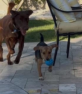 Minnie, a Adopted mixed breed in Phoenix, AZ image 2/3