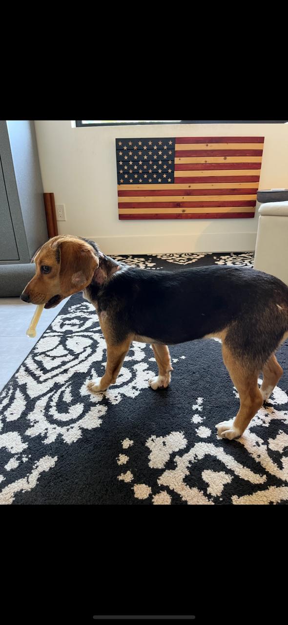 Minnie, a Adopted mixed breed in Phoenix, AZ image 3/3