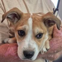 El Pepe, Adoptable, Puppy Male Labrador Retriever.