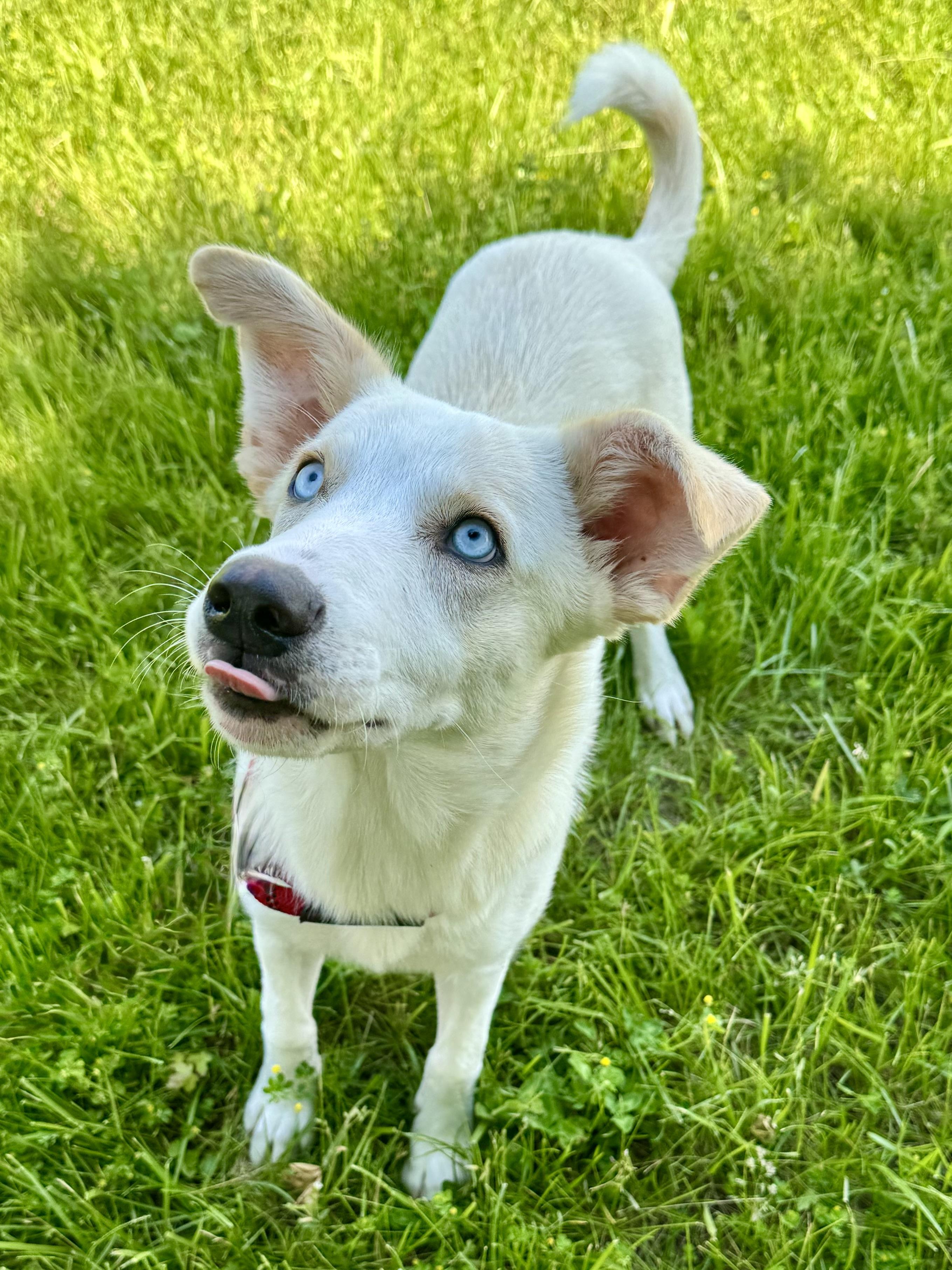 Enlarge Angel, a ADOPTABLE mixed breed in St. Joseph, MI image 1/1