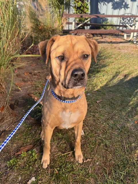 SCOOBIE, Adoptable, Adult Male Mixed Breed.