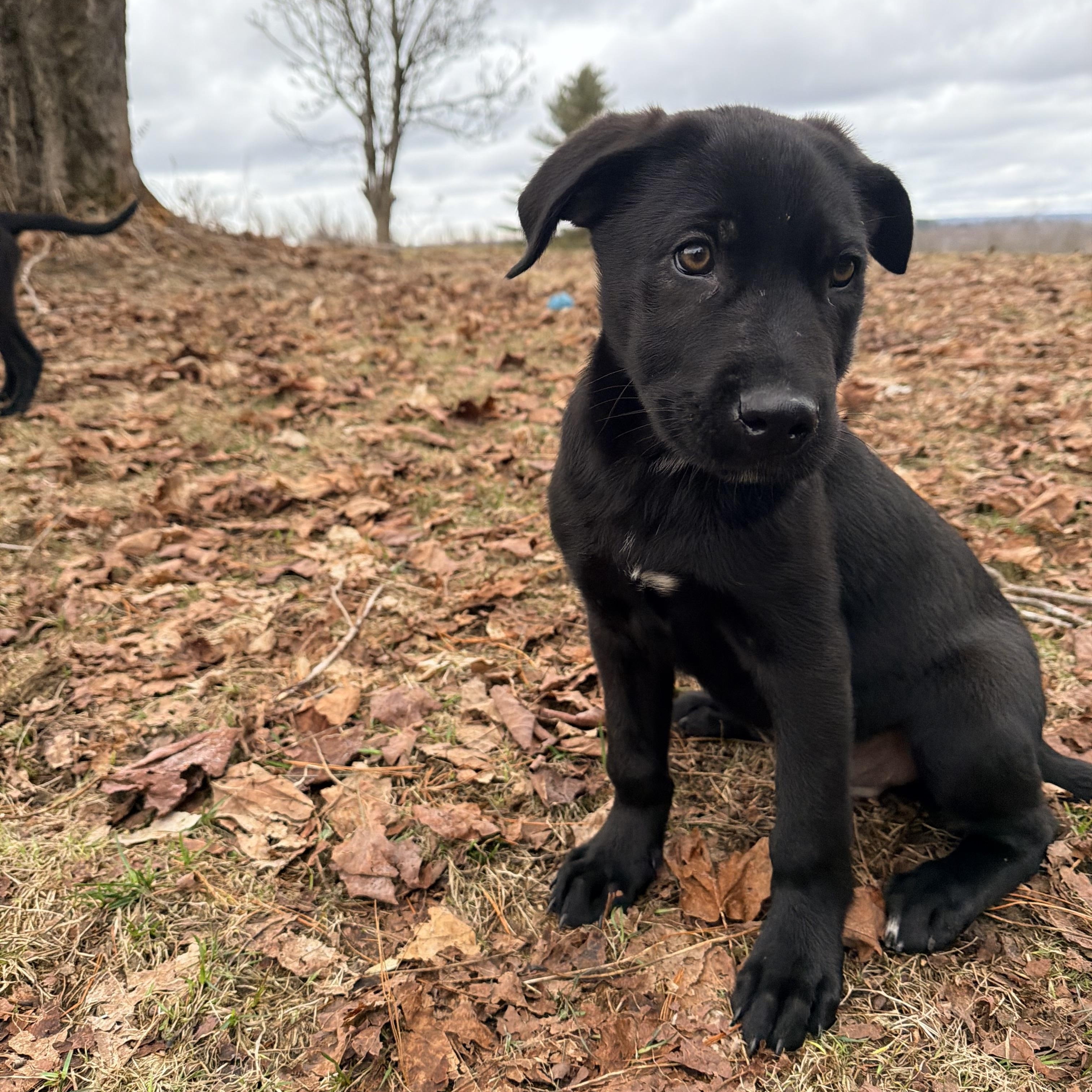 Max, a Adoptable mixed breed in Weston, MA image 2/6