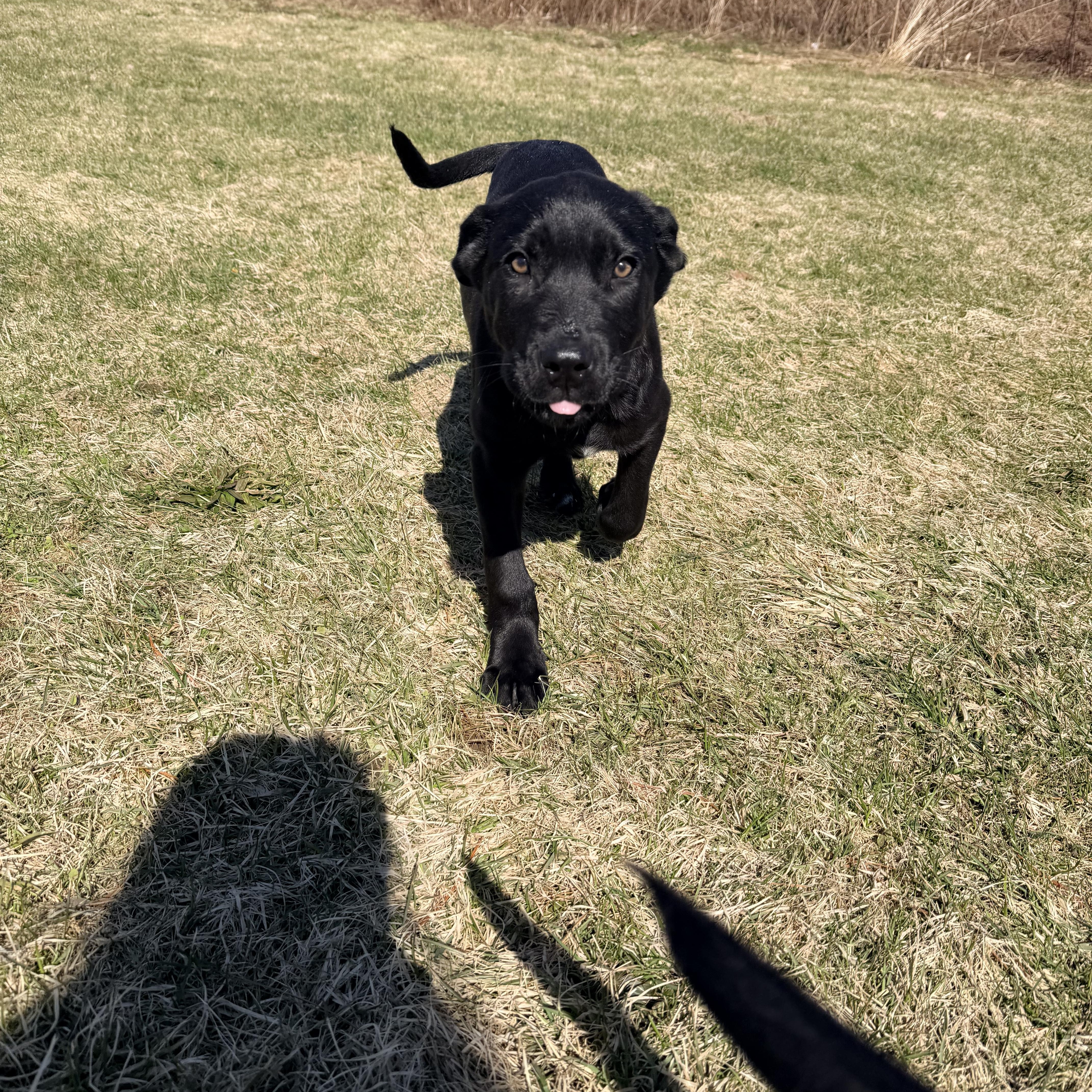 Max, a Adoptable mixed breed in Weston, MA image 4/6