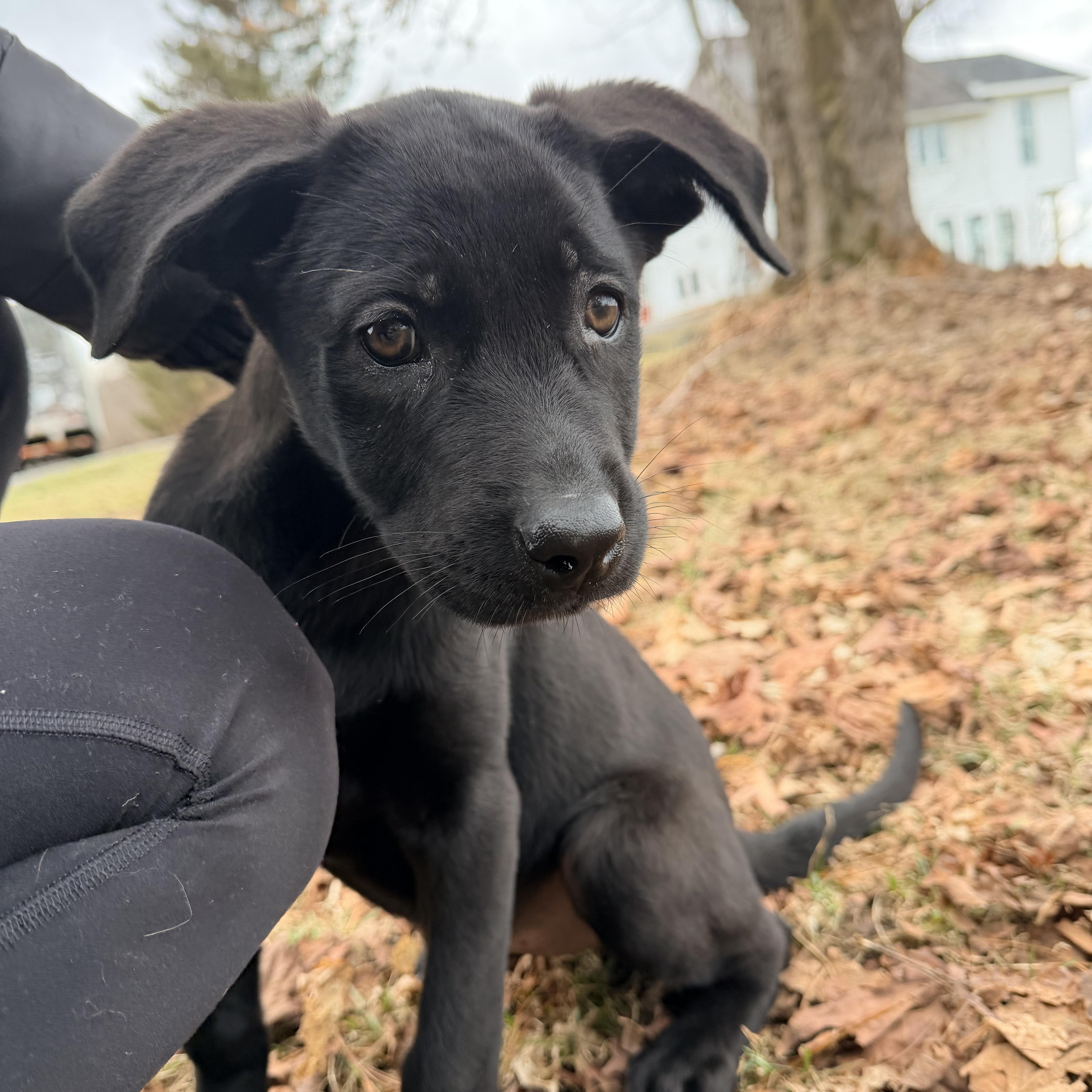 Max, a Adoptable mixed breed in Weston, MA image 1/6