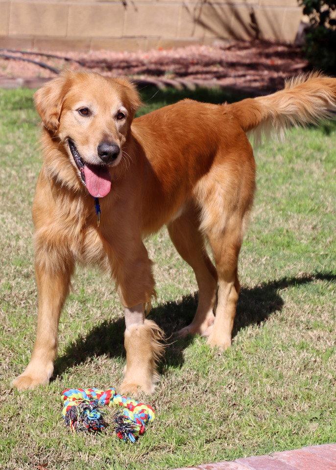 Chucky, Adoptable, Young Male Golden Retriever.