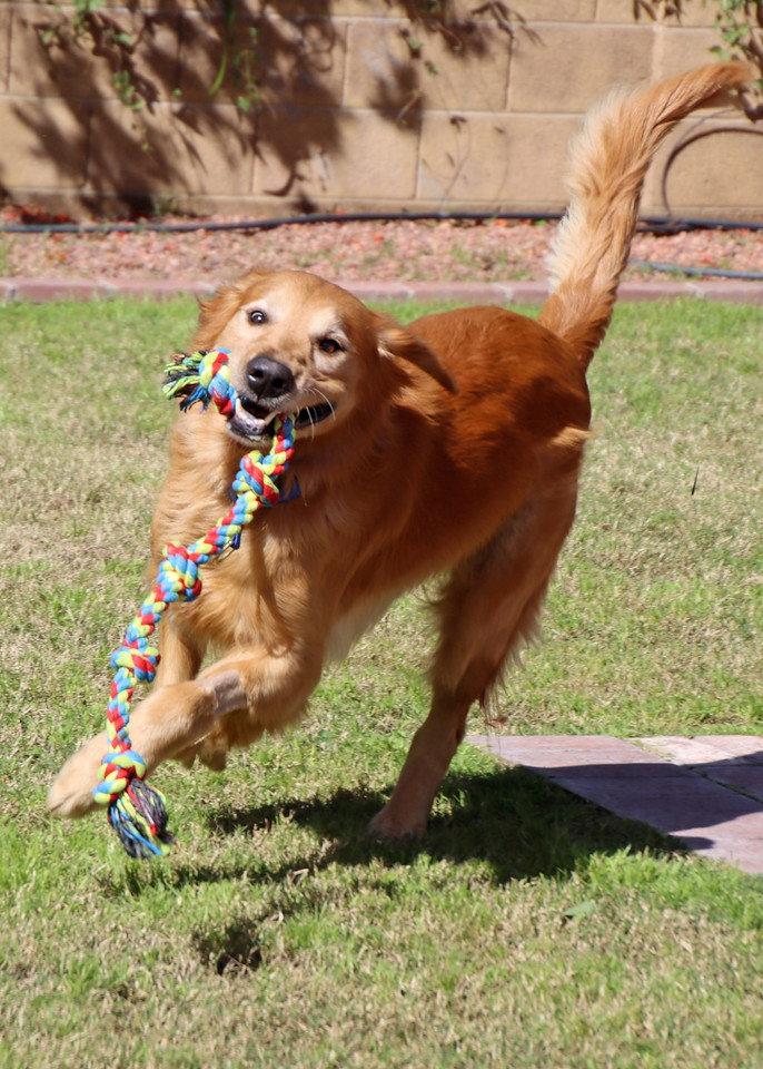 Enlarge Chucky, a Adoptable Golden Retriever in Glendale, AZ image 2/3
