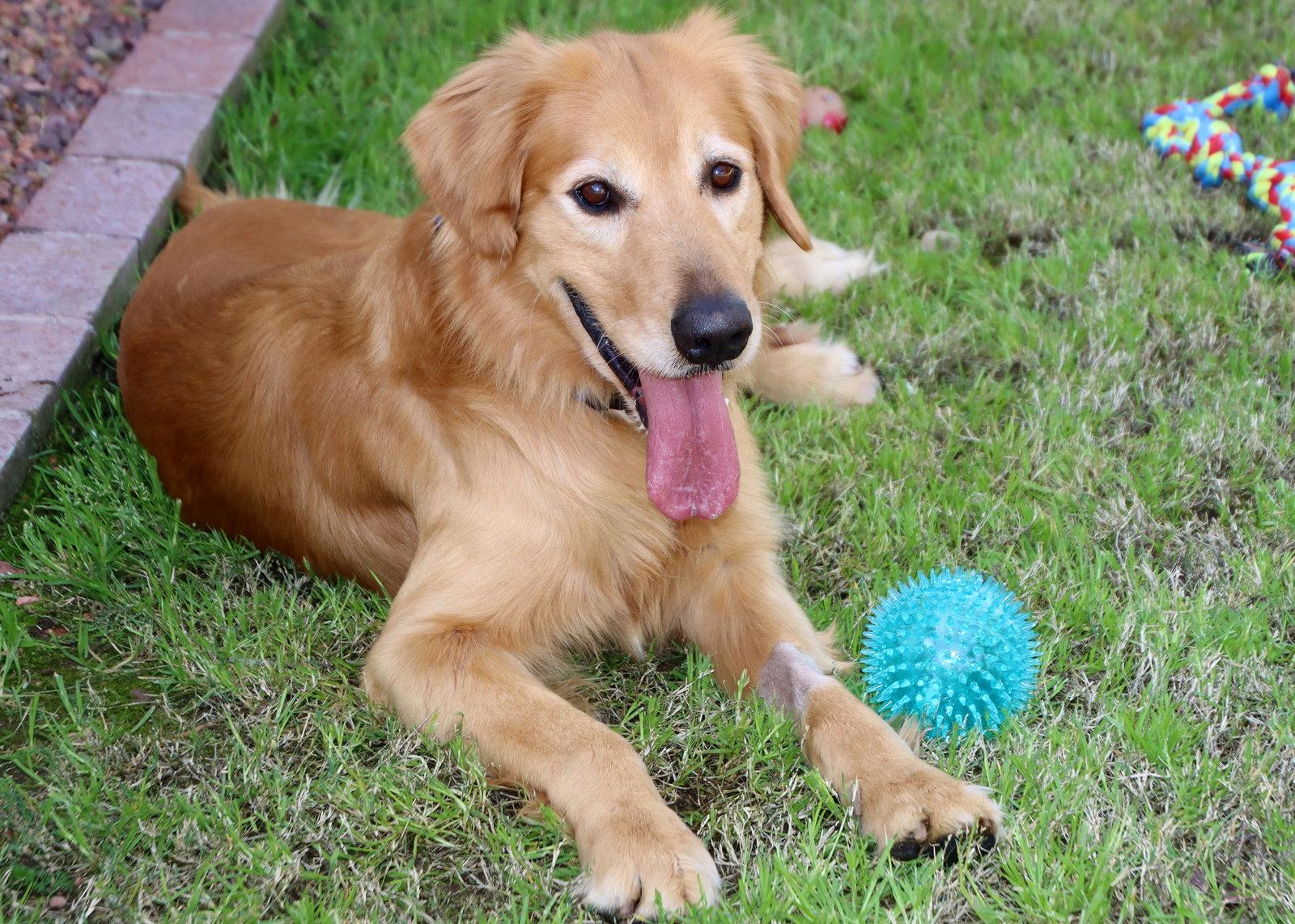 Enlarge Chucky, a Adoptable Golden Retriever in Glendale, AZ image 3/3