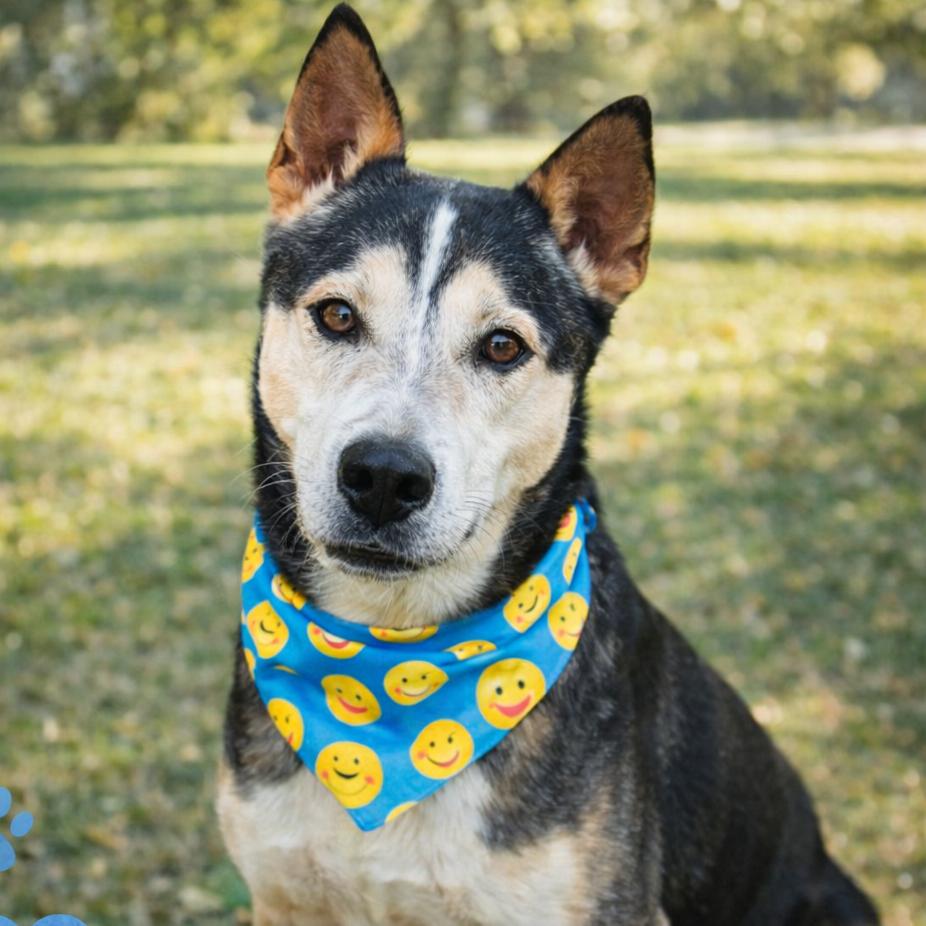 ADAM, Adoptable, Senior Male Husky & Mixed Breed.