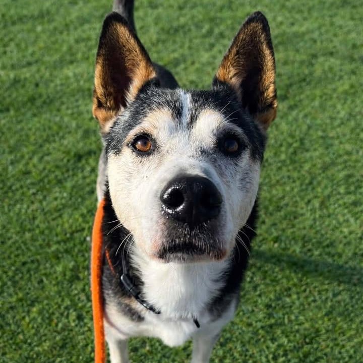 Enlarge ADAM, a Adoptable mixed breed in Cranston, RI image 1/2
