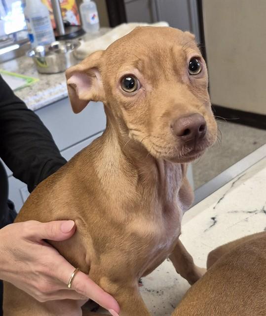 Enlarge MINNIE, a Adoptable mixed breed in Lodi, CA image 1/1