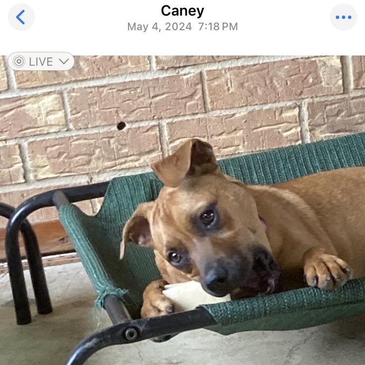 Paris, a Adoptable mixed breed in Indianapolis, IN image 5/6