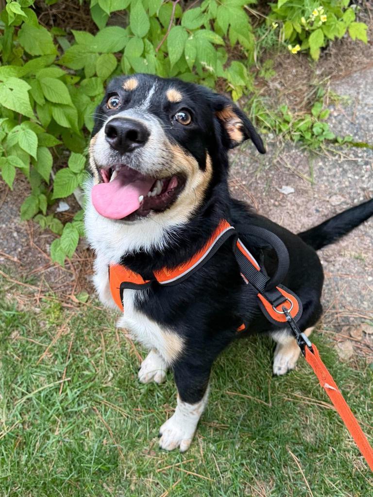 Enlarge Bindi, a Adoptable mixed breed in Cloquet, MN image 1/1