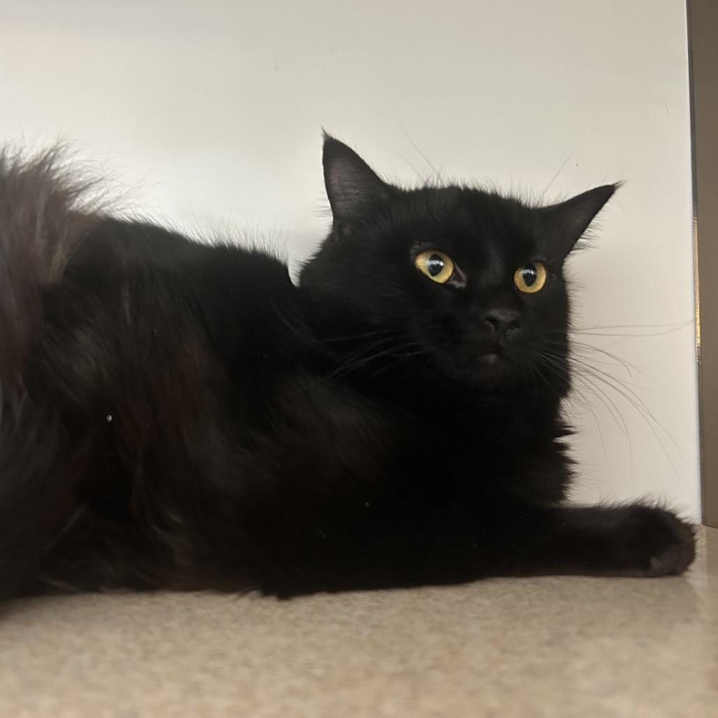 Scissors, Adoptable, Young Female Domestic Long Hair.