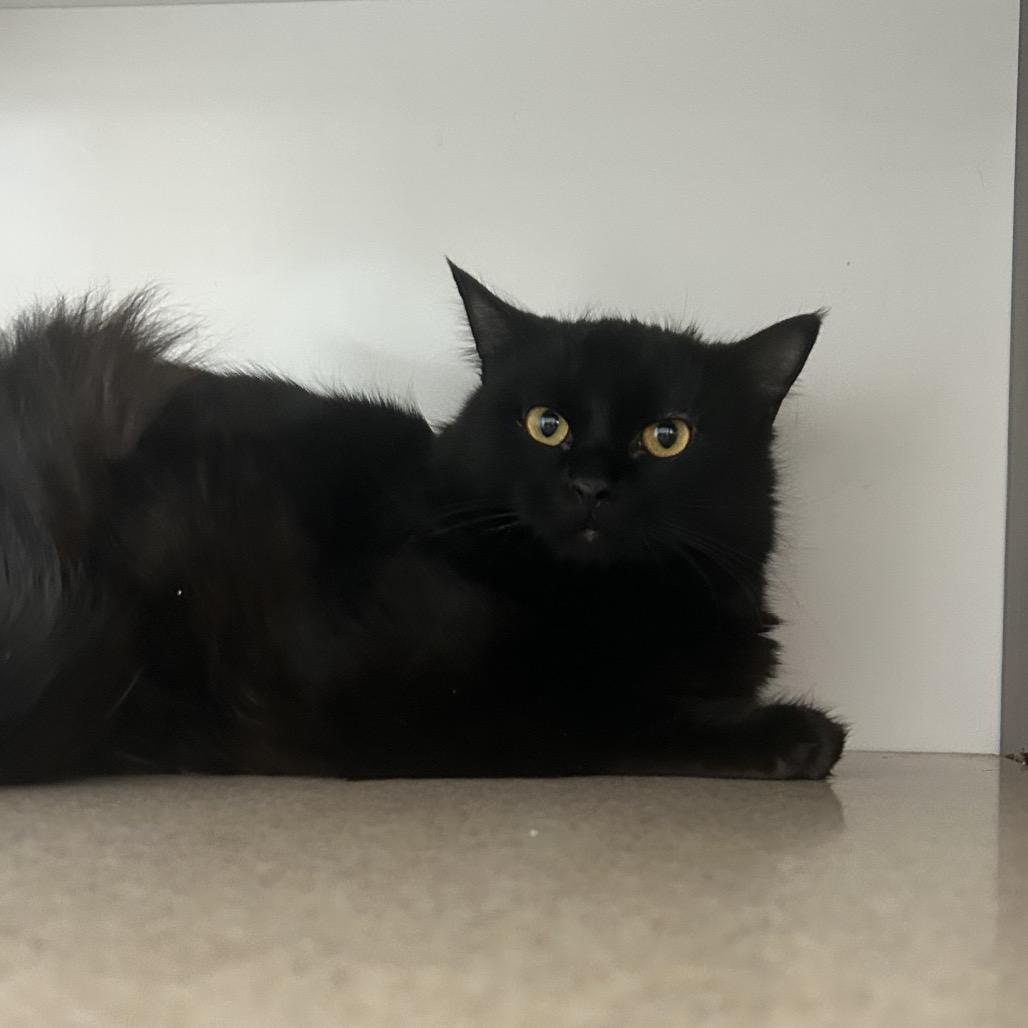 Enlarge Scissors, a Adoptable Domestic Long Hair in Park City, UT image 2/2