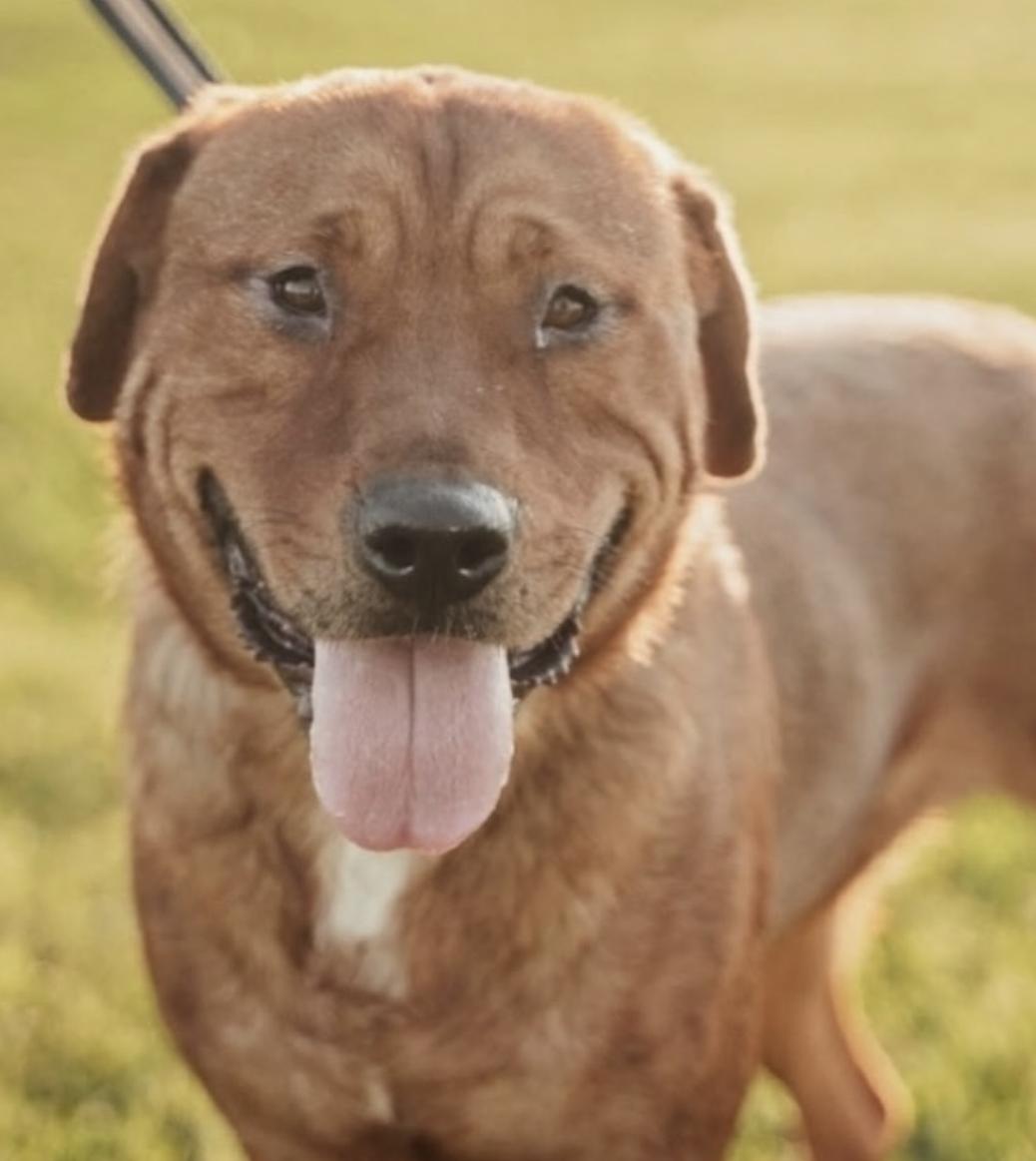 Yogi Bear, Adoptable, Adult Female Labrador Retriever & Shar-Pei.