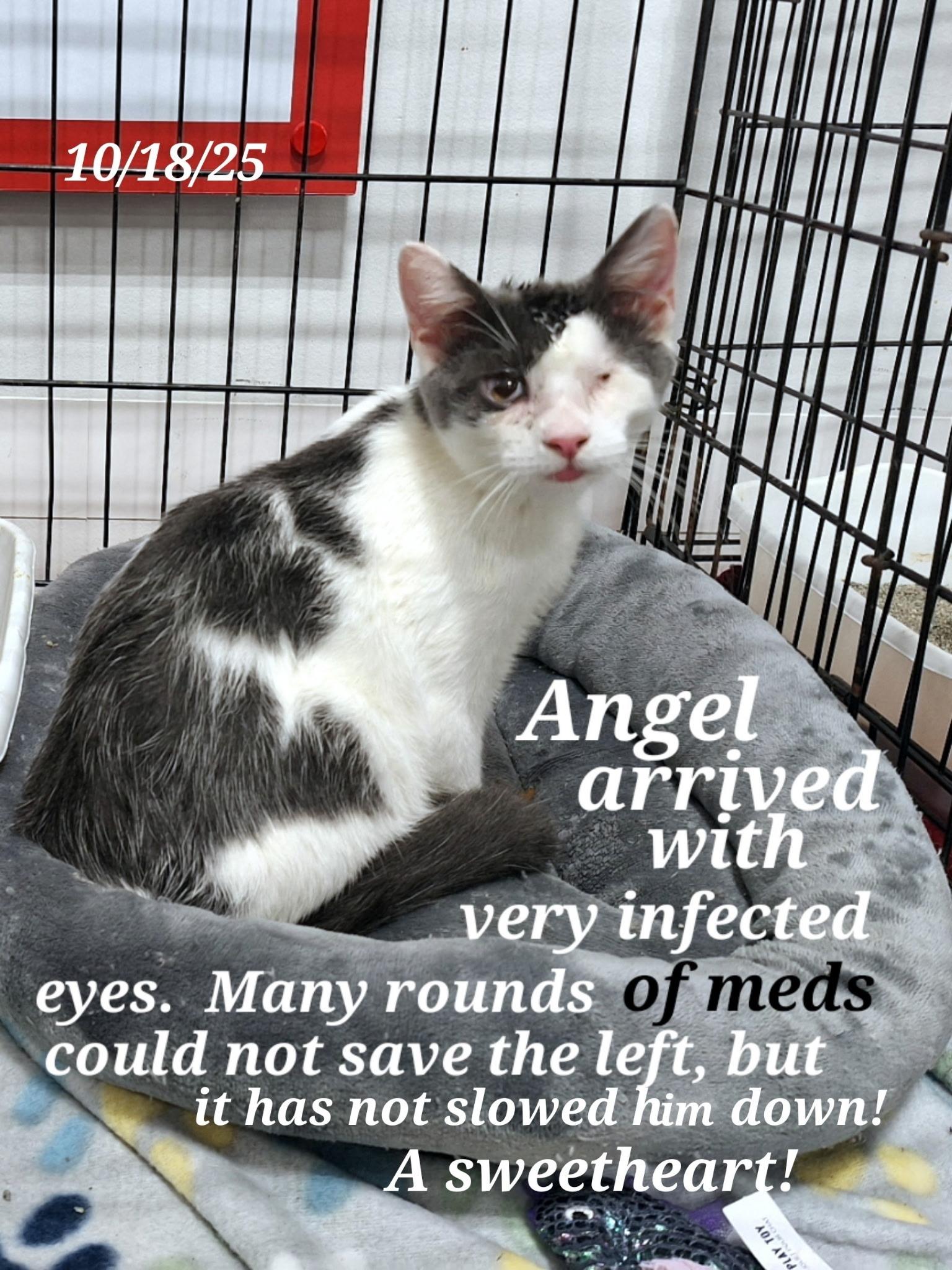 Angel. and. Ace, a Adoptable American Shorthair in Staunton, VA image 1/6